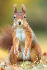 Naklejka na ściany i meble Red Squirrel - Sciurus vulgaris