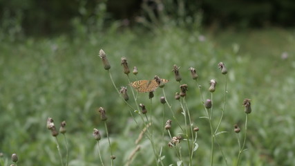 butterfly flies along the lawn