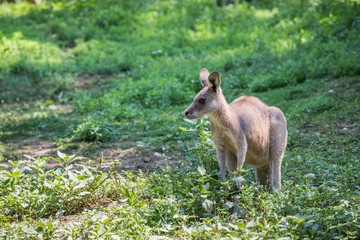 Adventure Park, Lake Garda