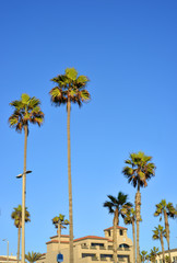 Obraz premium Promende with Palm Trees w Huntington Beach