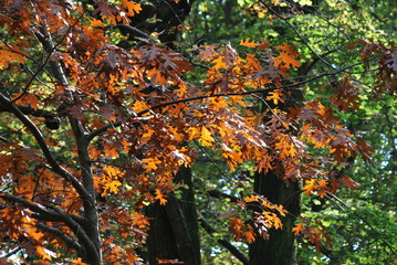 autunno