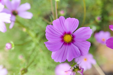Obraz premium Cosmos flower in spring.