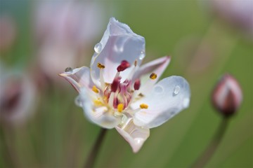 Flower and bud of butomus umbellatus or flowering rush or grass rush with morning dew on natural background