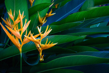 Obrazy na Szkle  Heliconia psittacorum lub Golden Torch kwiaty z liśćmi.