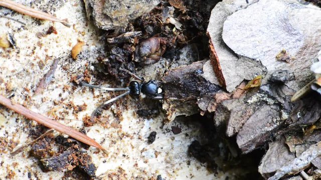 insecte sortant de dessous l'&eacute;corce d'un tronc d'arbre
