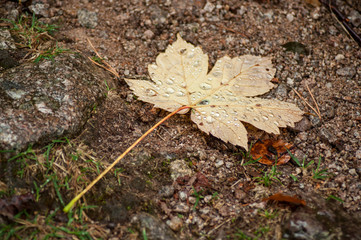 closeup of rain drops on autumnal maple leaf falling on the floor