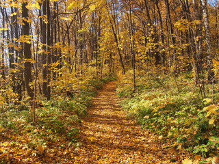 Naklejka premium A path in the autumn forest strewn with fallen leaves. Sunny day.