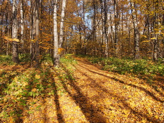 A path in the autumn forest strewn with fallen leaves. Sunny day.