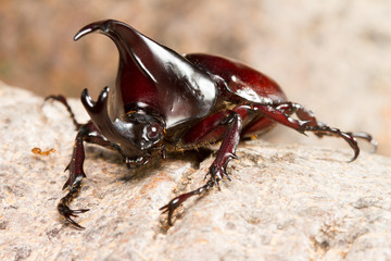 Close up of Dynastinae Fighting Beetle on tree