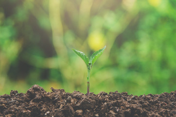 Greenery of young plant and seedling are growing in the soil with morning light.