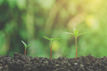 Greenery of young plant and seedling are growing in the soil with morning light.