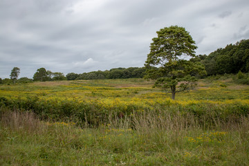 Fototapeta na wymiar beautiful scenic view of yellow meadow with lone tree