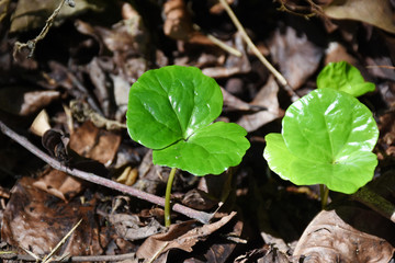 Coffee baby in plantations forest.