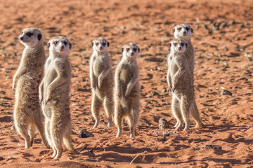 Meerkat family (Suricata suricatta), Kalahari desert, Namibia.