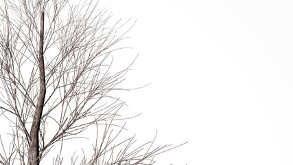 Tree Isolated in a white background 3D RENDER