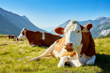 Kuhherde in den österreichischen Alpen