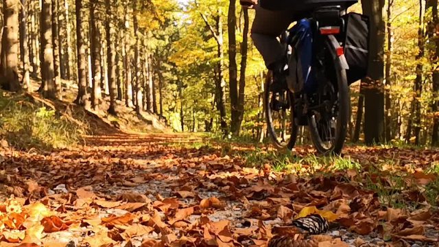 Ein Wald mit goldenem Herbstlaub. Ein Mann fährt auf dem Fahrrad durch die schöne Landschaft