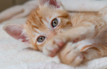 Cute red kitten sleeping on blanket.