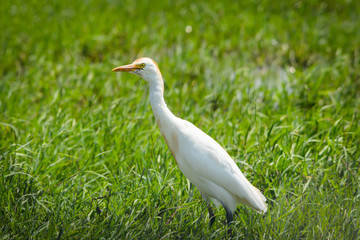 Sığır balıkçılı » Western Cattle Egret » Bubulcus ibis