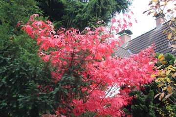 Japanischer Ahornbaum Acer japonicum 'Meigetsu'