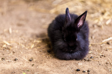 Rabbit on the ground