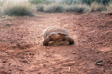 Sonoran Desert Tortoise (Gopherus morafkai) on the trail. Snow Canyon State Park, Utah, US....