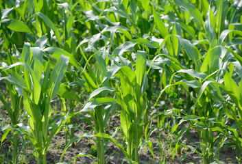 Bright green leaves of corn plants in sunlight backlit.
