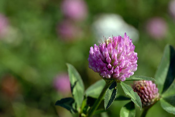 Close-up clover purple flower is on green background.