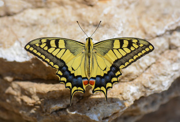 Fototapeta na wymiar Papilionidae / Kırlangıçkuyruk / / Papilio machaon