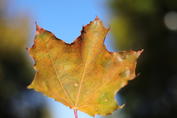 yellow leaf in autumn