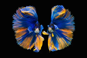 Tuinposter The moving moment beautiful of siamese betta fish or splendens fighting fish in thailand on black background. Thailand called Pla-kad or biting fish. © Soonthorn