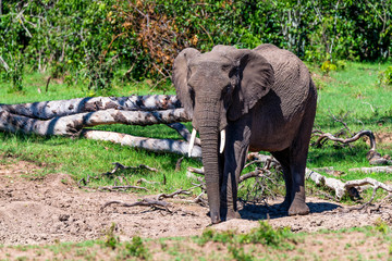 African elephant or Loxodonta cyclotis in nature