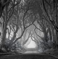 Dark Hedges