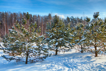 Winter. Young Christmas trees in the forest in heavy snow