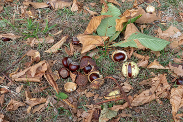 castagne e ricci  con foglie secche  prato in autunno