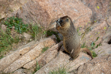 Naklejka na ściany i meble Yellow Bellied Marmot playing in the rocks in the Colorado Rockies in Summer