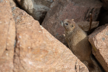 Yellow Bellied Marmot playing in the rocks in the Colorado Rockies in Summer