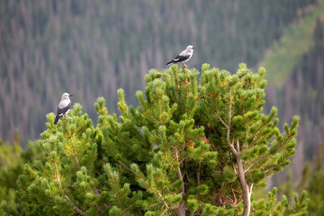 A Clark's Nutcracker sits perched in the Colorado Rockies in summer