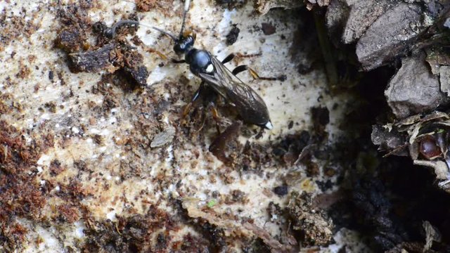 un insecte se cache sous l'&eacute;corce d'un tronc d'arbre