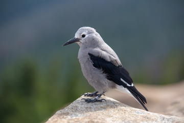 A Clark's Nutcracker sits perched in the Colorado Rockies in summer