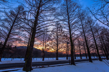 オレンジロード