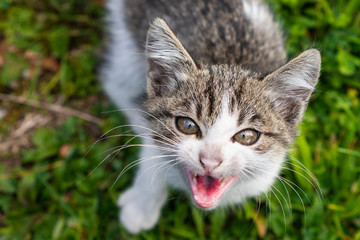 Small cat looking up in a camera