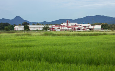 Fototapeta na wymiar factory agriculture and the blue sky with rural area rice fields