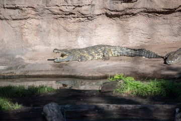 gator beware 