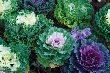 Decorative  cabbage (Brassica oleracea) white and purple