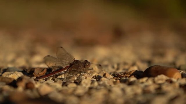 Wegfliegende Libelle