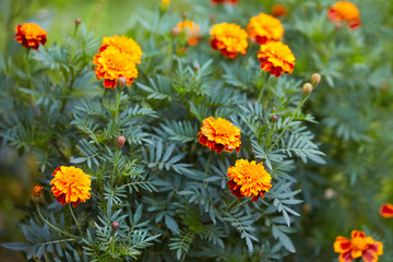 Bright marigold flowers closeup with a bee sitting in the middle of the flower, orange blooming background. Blackbringer flowerbed, copy space (Tagetes erecta, Mexican, Aztec or African marigold)