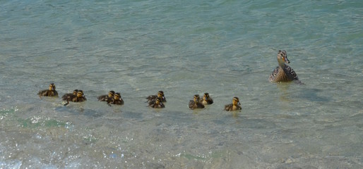 Entenmutter mit ihren Küken 