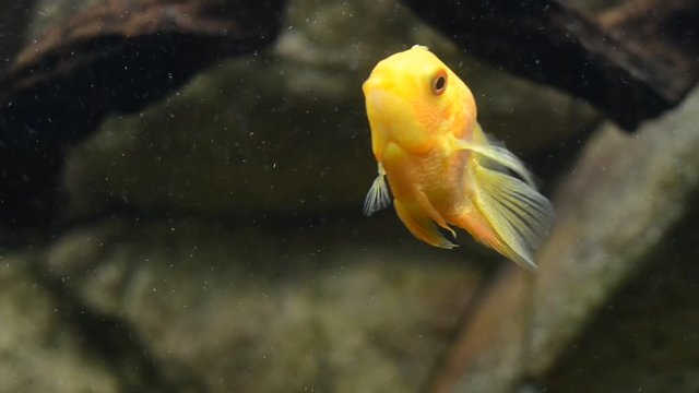  Золотая рыбка плывёт под водой