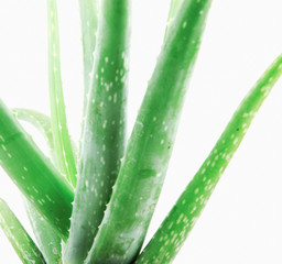 Close-Up Of Aloe Vera On White Background.